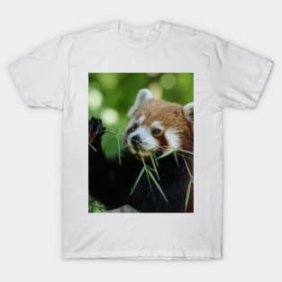 Red Panda 002 T-Shirt